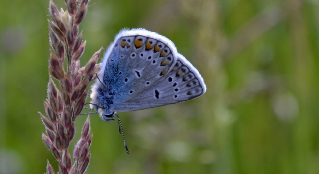 Lycaenidae id.